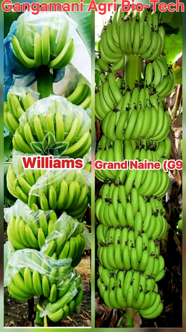 Williams and Grand Naine G-9 Tissue Culture Banana Plants Varieties Karmala